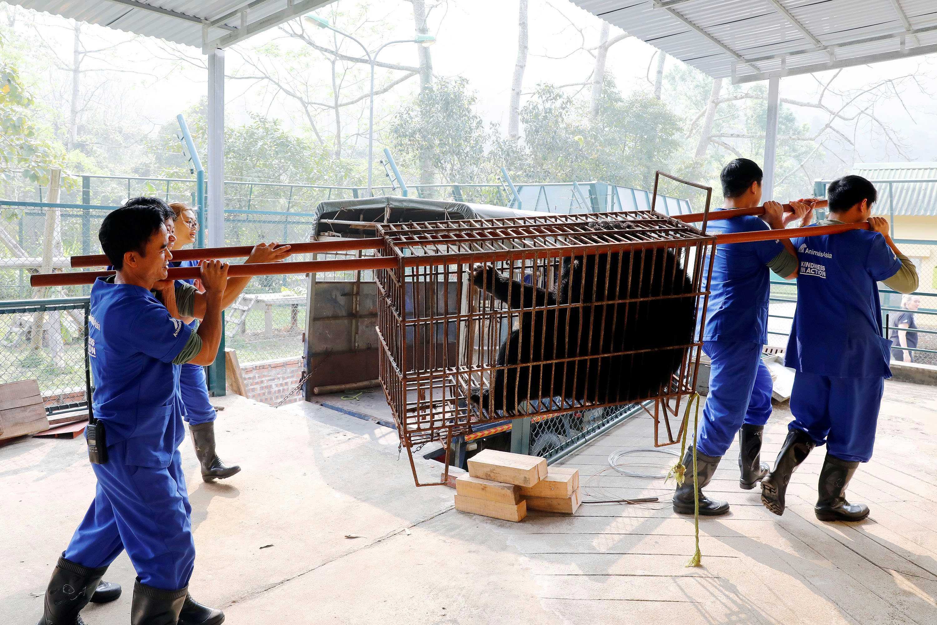 Tiếp nhận một cá thể gấu ngựa từ Hạt kiểm lâm số 5, Chi cục Kiểm lâm Hà Nội