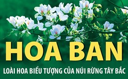 Hoa ban Loài hoa biểu tượng của núi rừng Tây Bắc