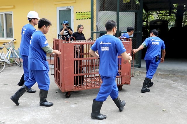 Tiếp nhận một cá thể gấu ngựa từ xã Phụng Thượng, Hà Nội