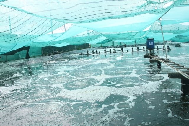 Sóc Trăng Phấn đấu hạ giá thành và đảm bảo đầu ra cho sản phẩm tôm
