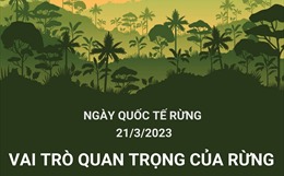 Ngày quốc tế Rừng 21 3 2023  Rừng và Sức khỏe