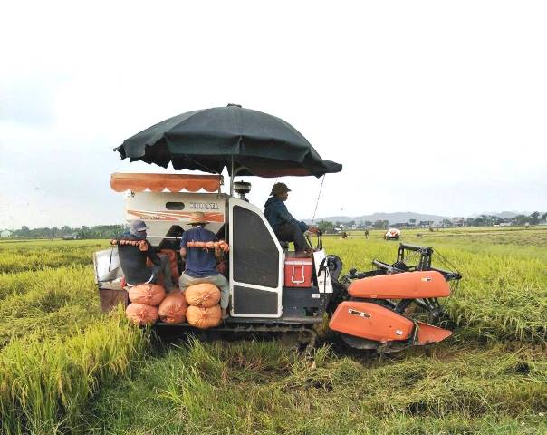Đẩy mạnh cho vay thu mua, kinh doanh thóc, gạo