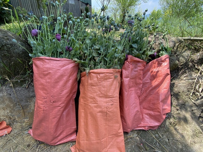 Ngâm cây thuốc phiện uống để chữa bệnh có vi phạm pháp luật