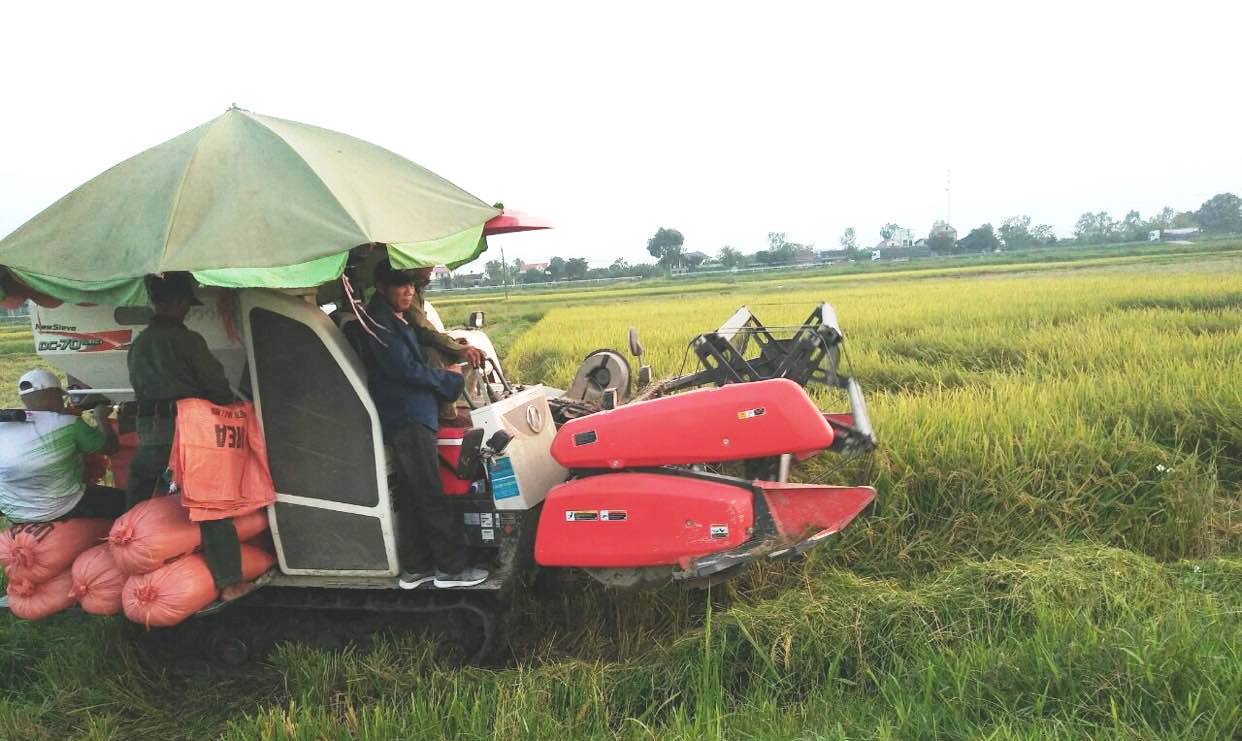 Đến trung tuần tháng 3, sản lượng lúa thu hoạch đạt 9,1 triệu tấn