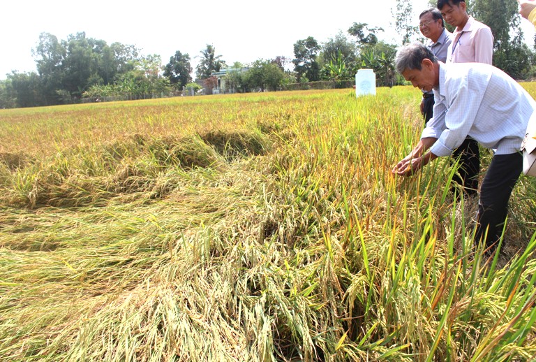 Xâm nhập mặn có khả năng gây ảnh hưởng đến sản xuất nông nghiệp khu vực Nam Trung Bộ