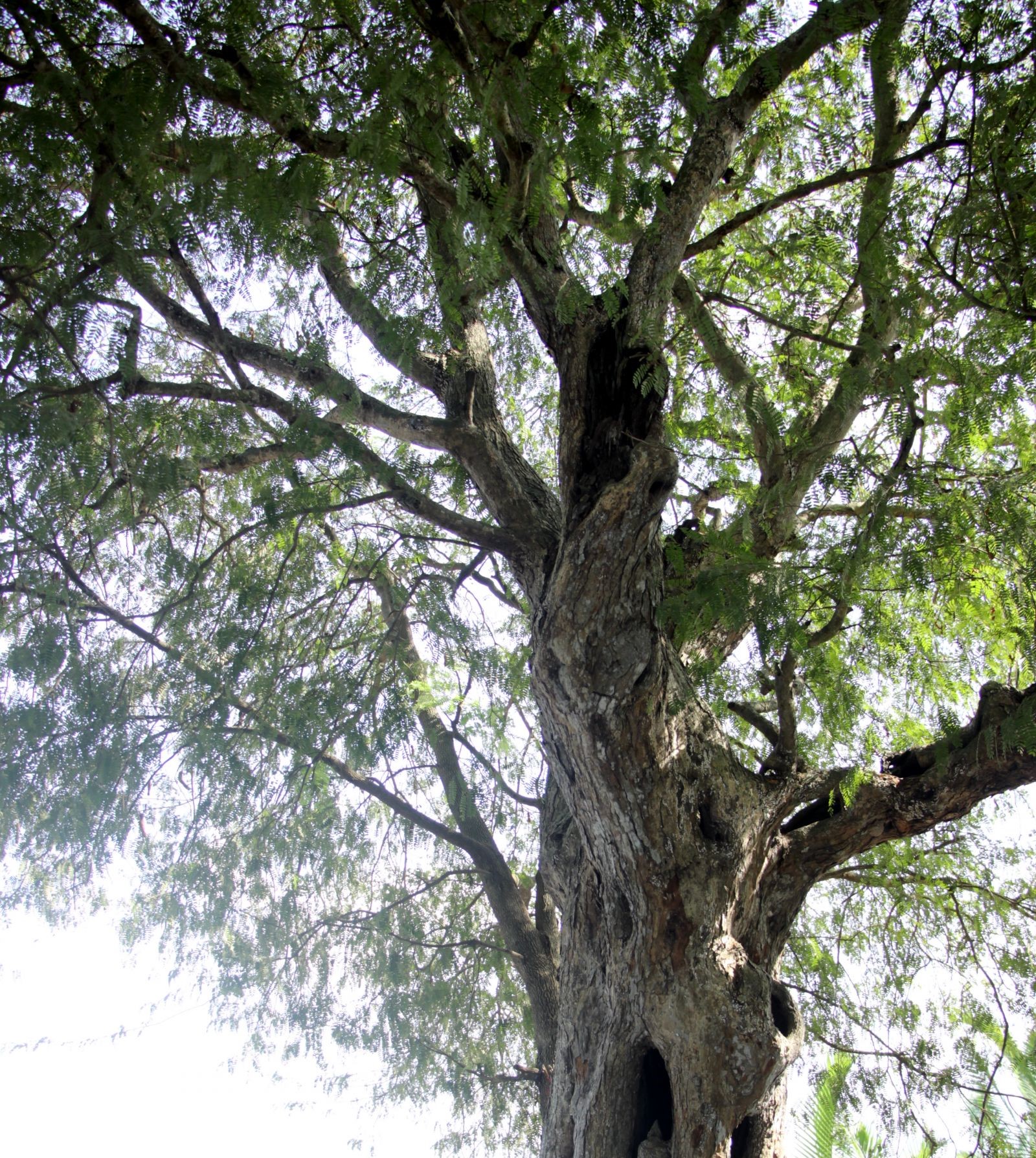 Cây me 300 năm tuổi ở Long An được công nhận là Cây Di sản Việt Nam