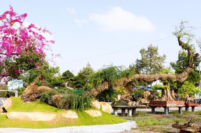 Nghệ nhân Trần Phúc Lộc Nâng tầm giá trị Bonsai Việt