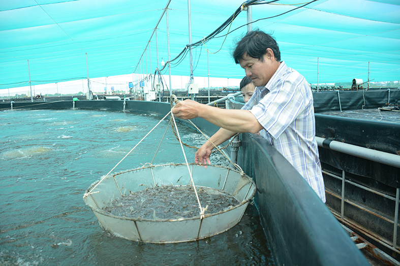 Kiên Giang Tập trung phát triển các cơ sở sản xuất, ương dưỡng giống thuỷ sản có chất lượng cao
