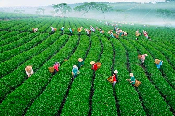 Công ty Cổ phần Chè Lâm Đồng bị phạt 320 triệu đồng