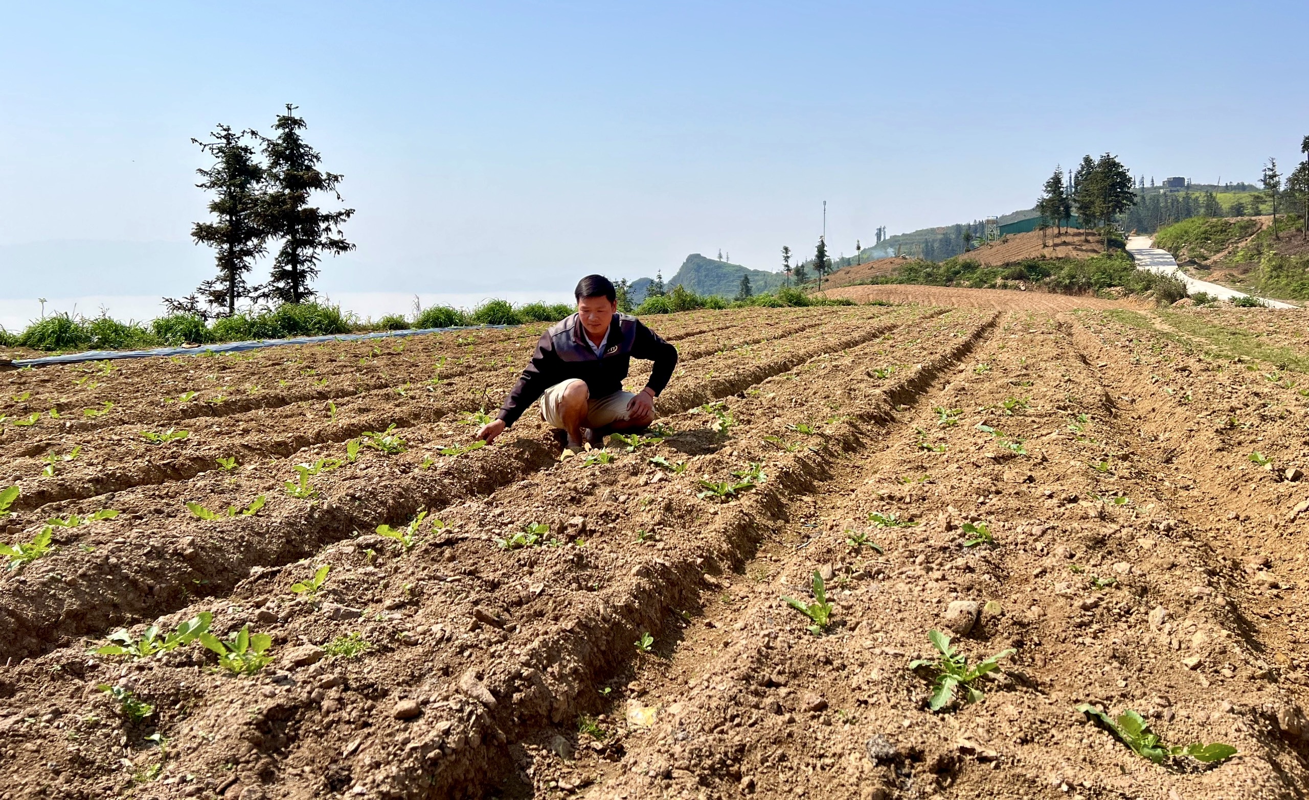 Chàng trai dân tộc Tày làm giàu trên vùng đất khó