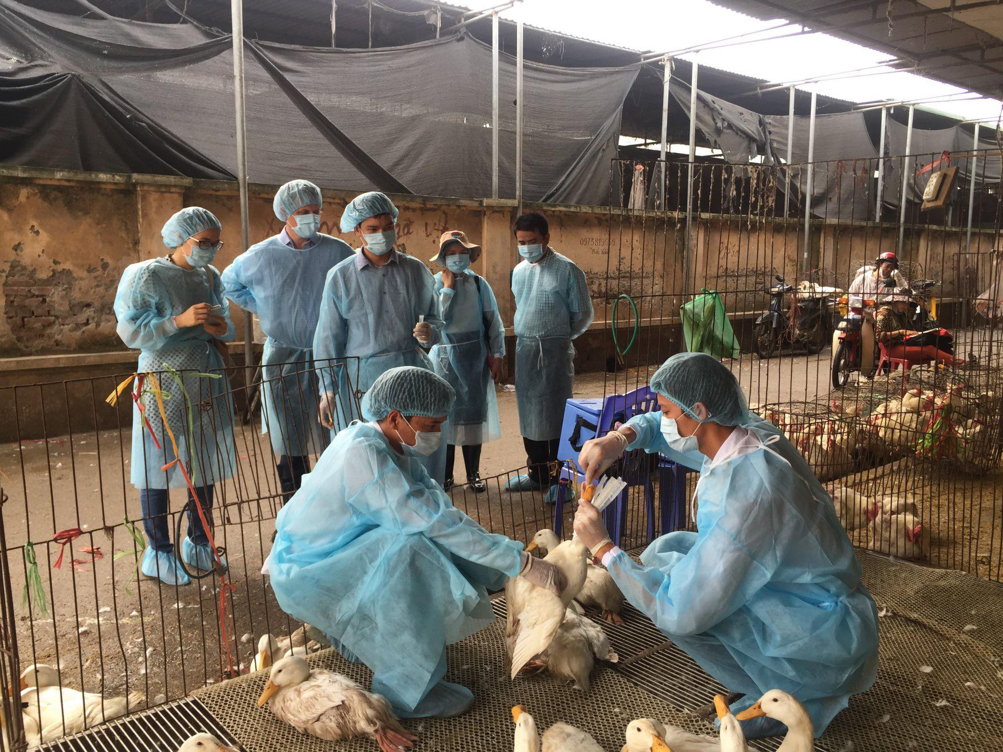 Phát sinh 7 ổ dịch cúm gia cầm A H5N1