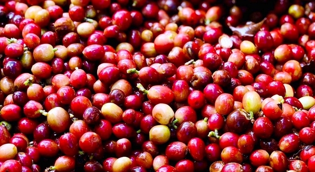 Xuất khẩu cà phê 4 tháng tăng cả về khối lượng và giá trị