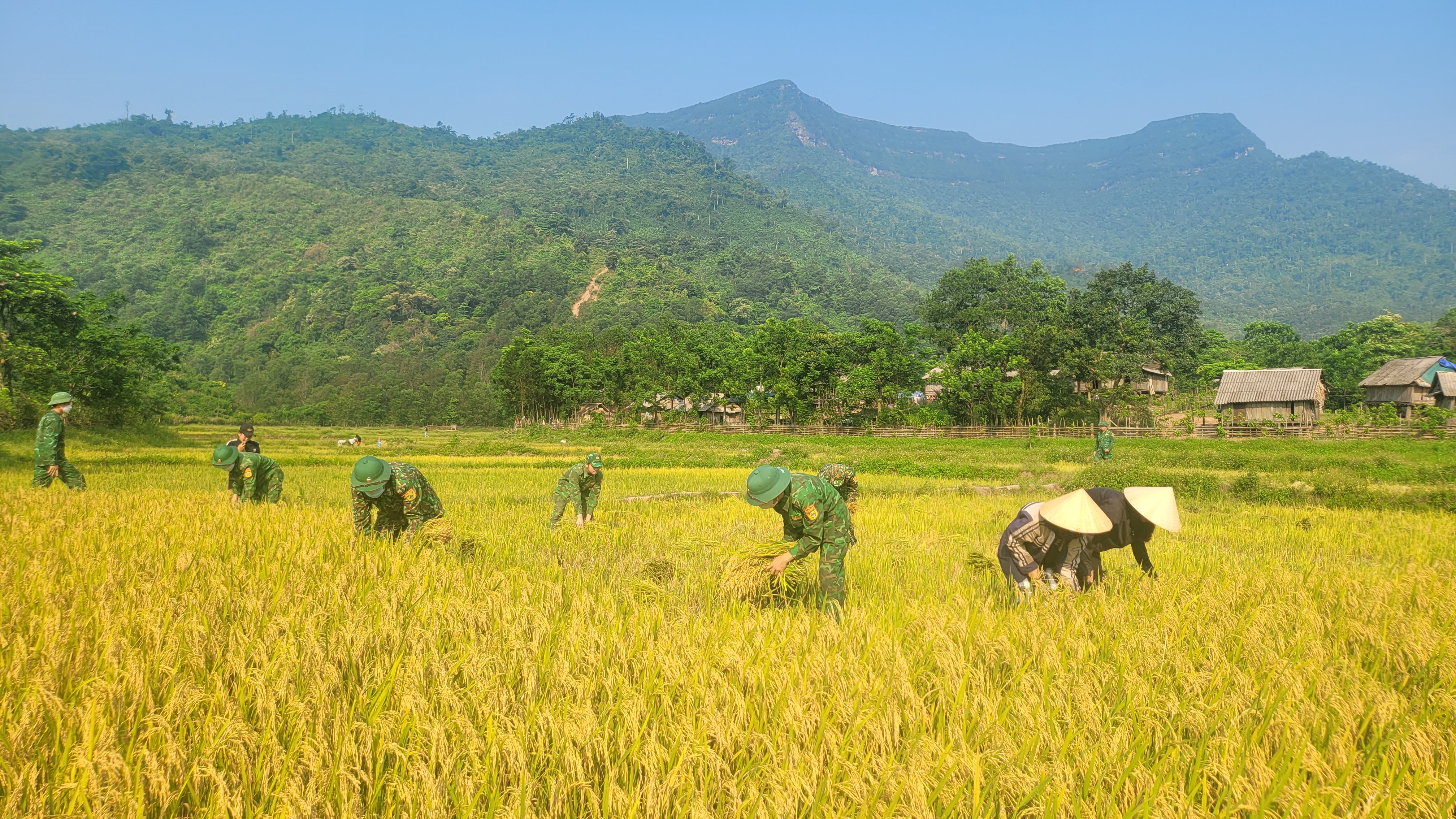 Niềm vui trên những cánh đồng biên giới Quảng Bình