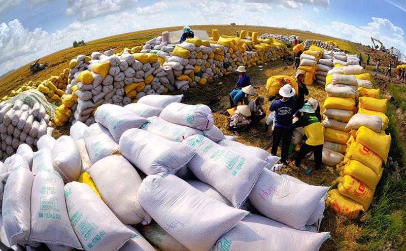 Phê duyệt Chiến lược phát triển thị trường xuất khẩu gạo Việt Nam đến năm 2030