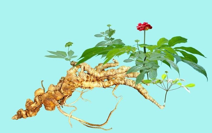 Phê duyệt Chương trình phát triển Sâm Việt Nam