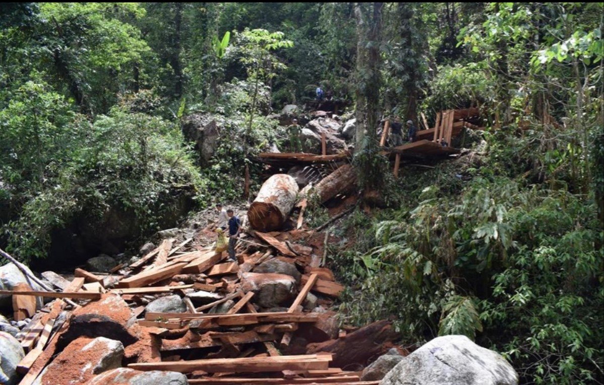 Lai Châu Tạm giữ hình sự 8 đối tượng trong vụ phá rừng phòng hộ