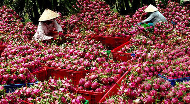 Cơ hội và thách thức cho nông sản xuất khẩu sangTrung Quốc