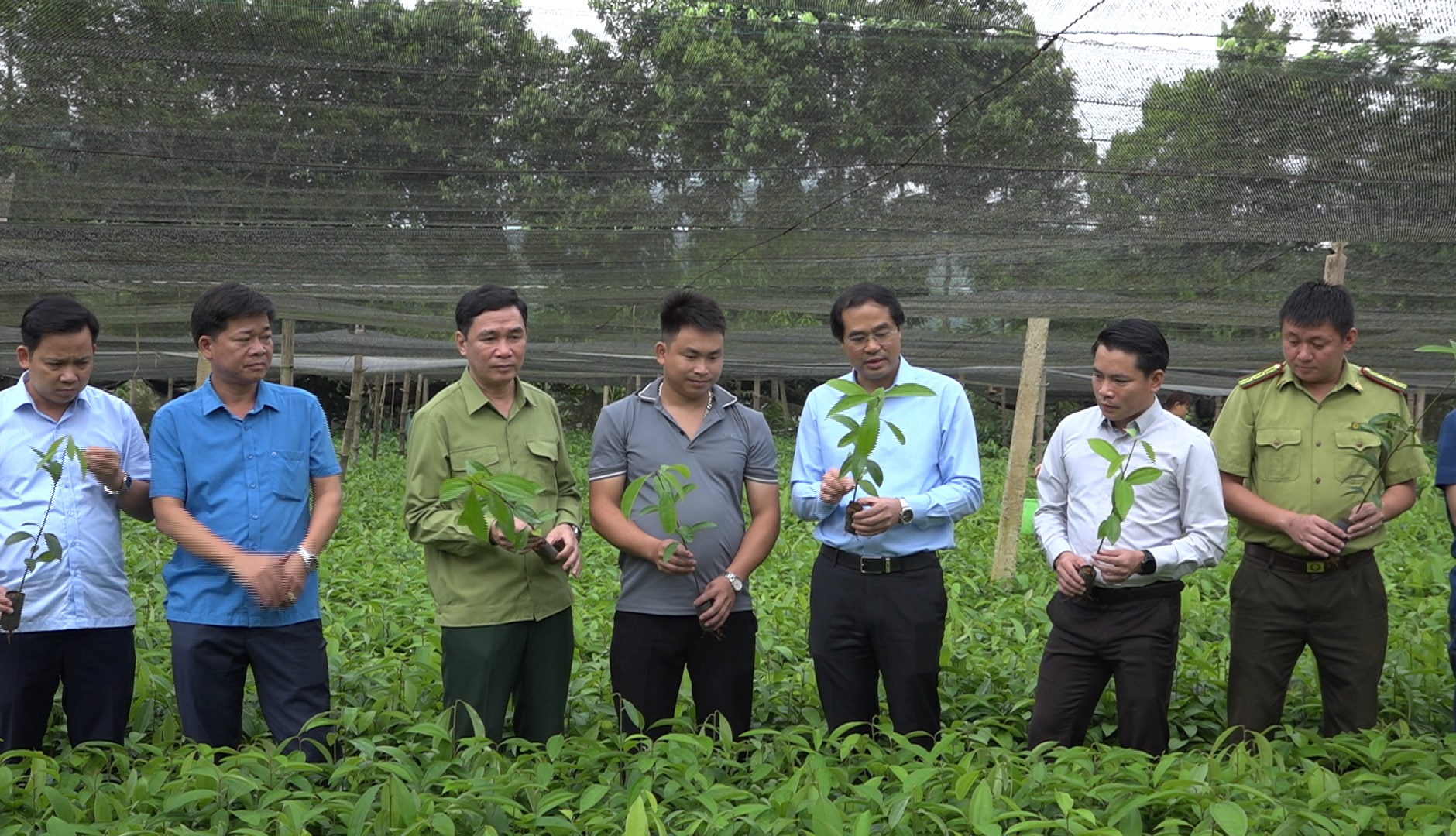 Bảo Yên chú trọng phát triển cây quế xứng với tiềm năng