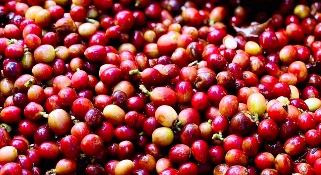 6 tháng đầu năm Kim ngạch xuất khẩu nông, lâm, thủy sản đạt 24,59 tỷ USD