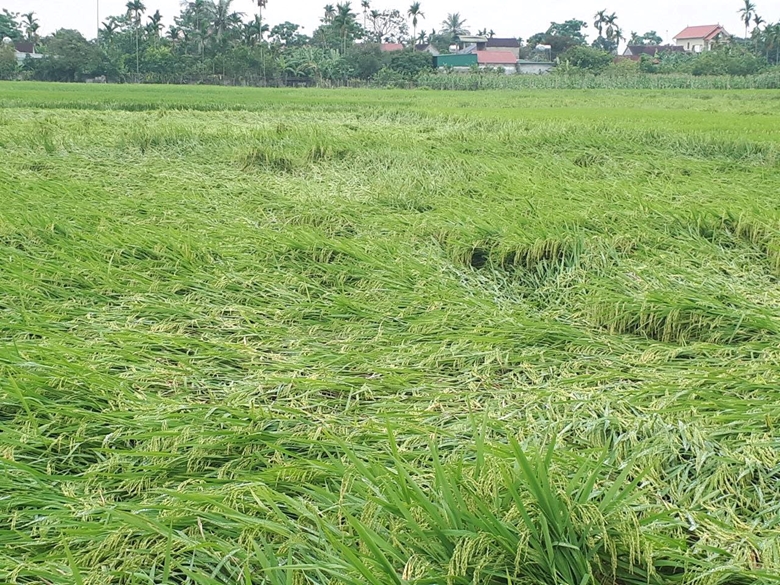 Mưa dông kèm theo lốc, sét gây thiệt hại tại Hà Giang, Cao Bằng, Hưng Yên