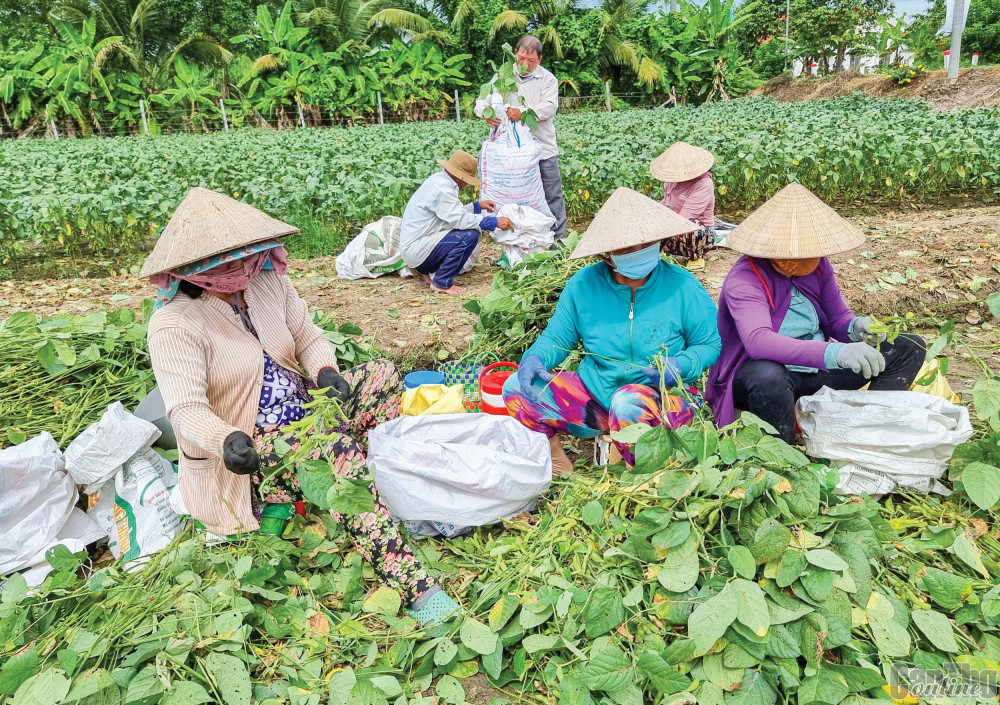 Thành phố Cần Thơ có 100 xã đạt chuẩn nông thôn mới