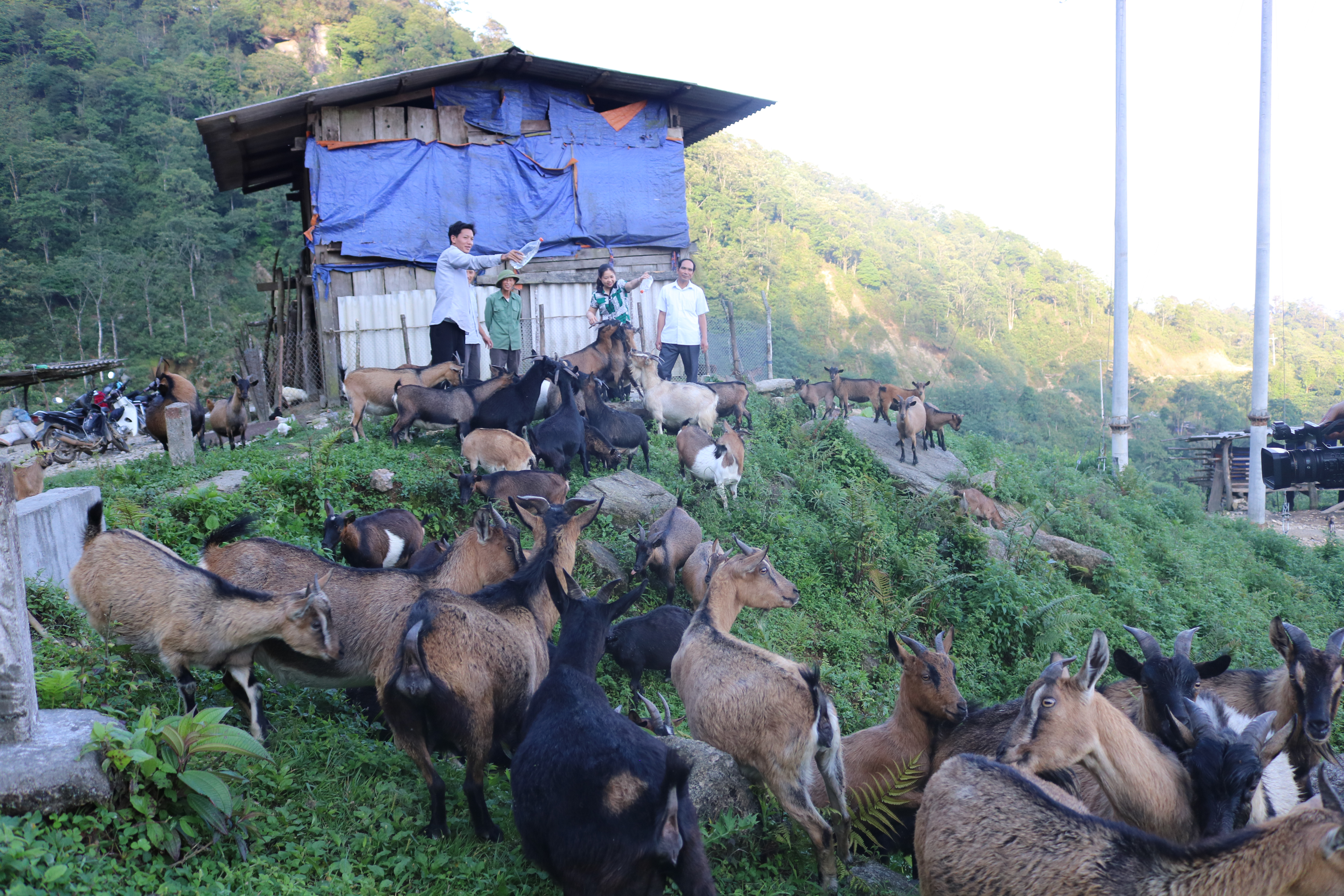 Xín Mần Hà Giang  Hỗ trợ người dân nâng cao hiệu quả chăn nuôi