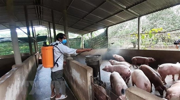 Triển khai sử dụng vắc xin dịch tả lợn châu Phi rộng rãi trên toàn quốc