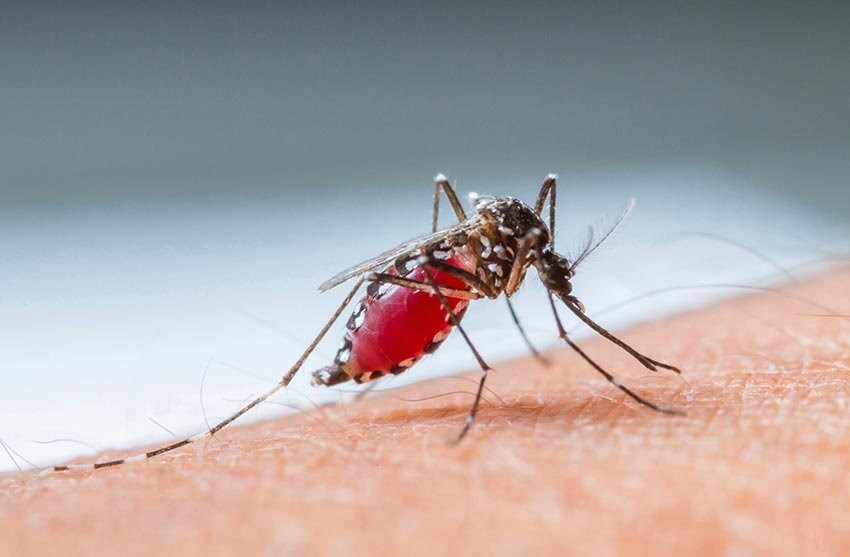 An Giang Tăng cường công tác phòng, chống dịch bệnh do muỗi truyền vì hiện tượng El Nino