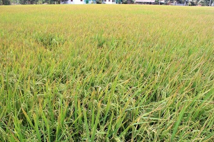 Tăng diện tích lúa để nắm bắt thời cơ xuất khẩu gạo