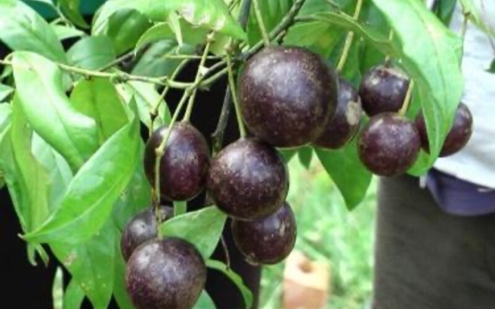 Một trẻ nhỏ tử vong vì ăn quả hồng châu