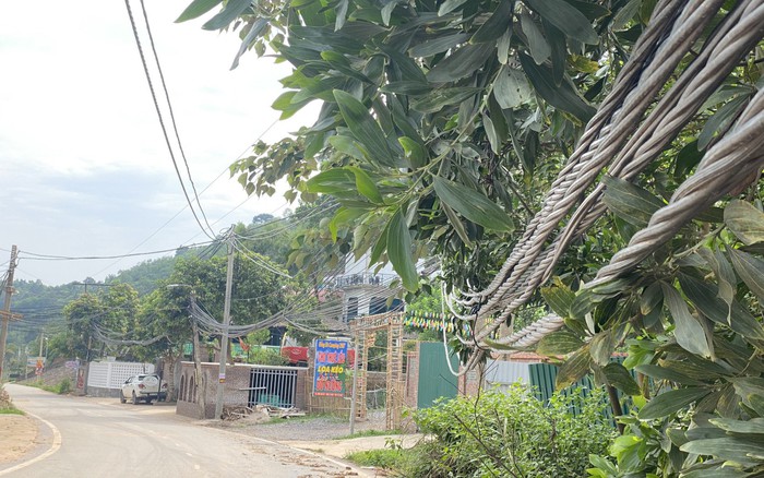 Xử nghiêm hành vi ngã giá đấu nối điện trái phép