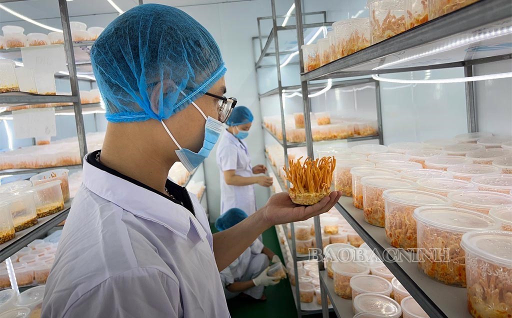 Bắc Ninh thúc đẩy phong trào khởi nghiệp, đổi mới sáng tạo