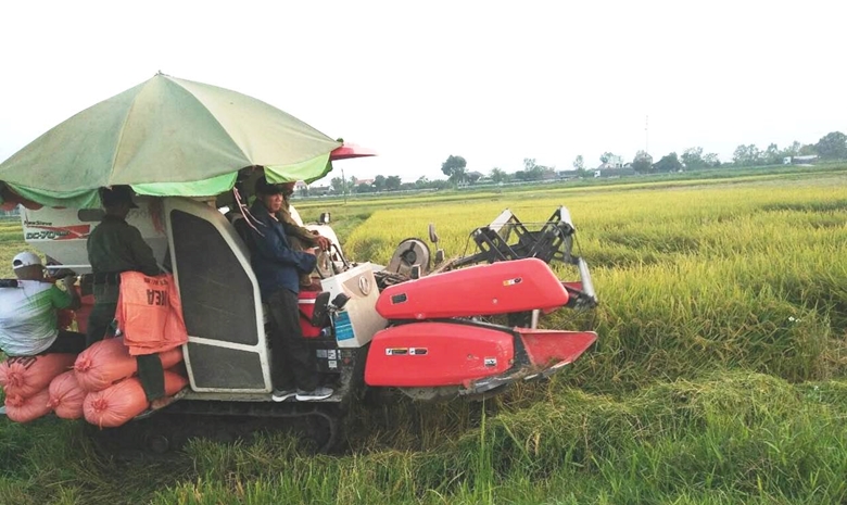Giá lúa Hè Thu các địa phương vùng ĐBSCL diễn biến tăng trong tháng 7