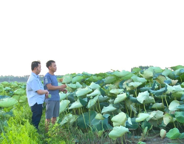 Khởi nghiệp từ mô hình trồng sen cho thu nhập tiền tỷ