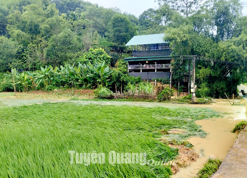 Mưa lớn, sạt lở đất gây nhiều thiệt hại tại các địa phương