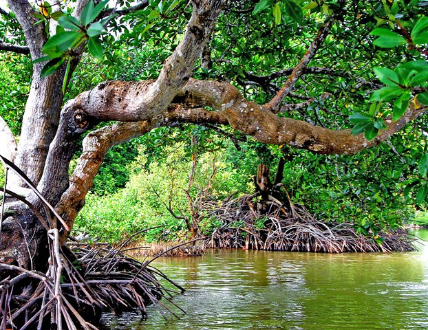 Rừng phòng hộ - Bảo vệ thiên nhiên và phát triển bền vững
