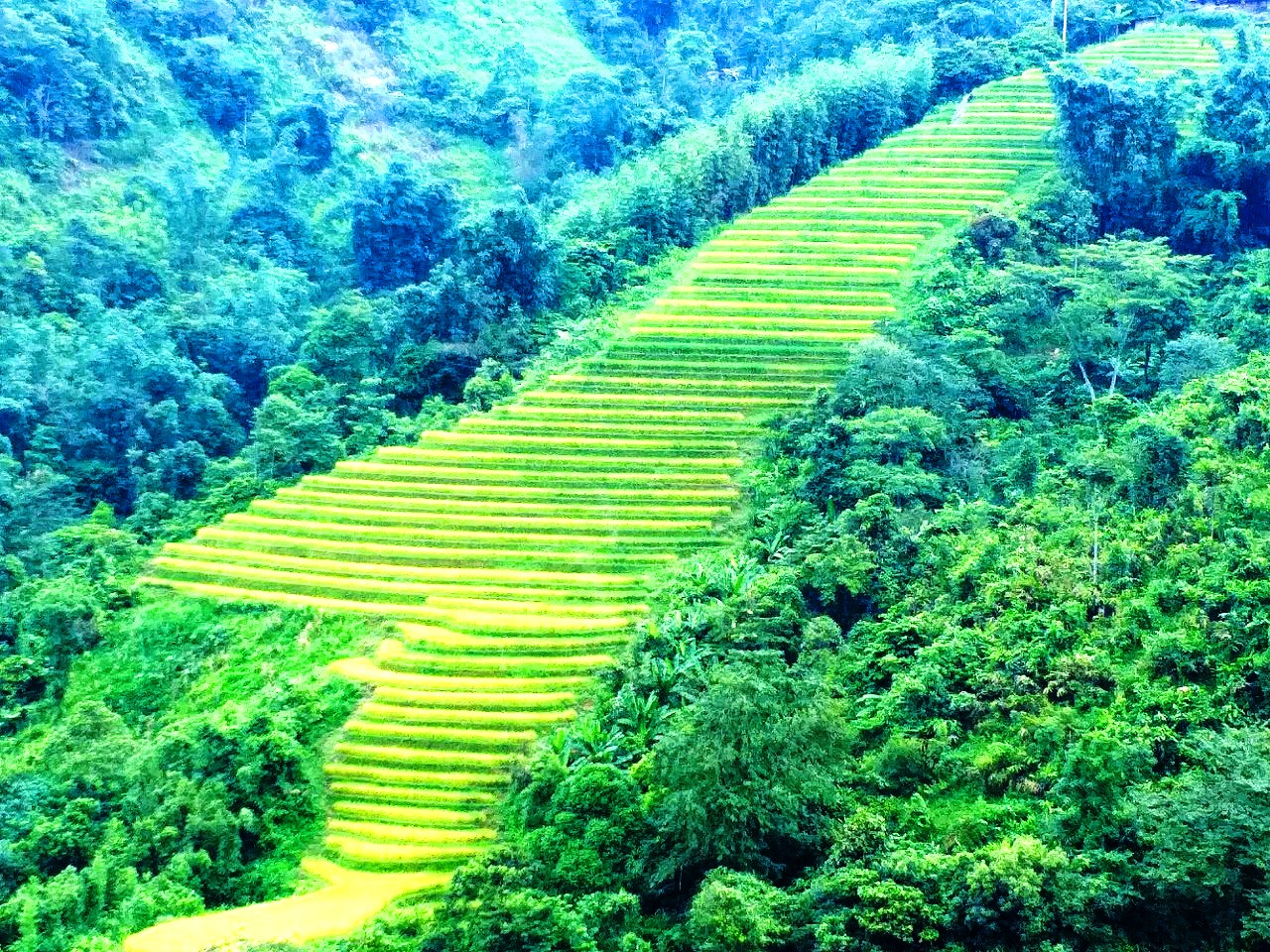 Sắc vàng Tây Bắc