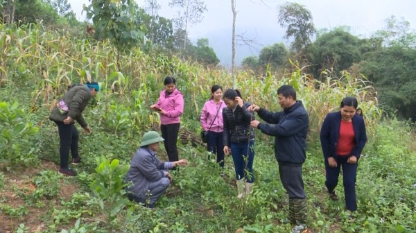 Cao Bằng quan tâm phát triển nông lâm nghiệp theo chuỗi giá trị