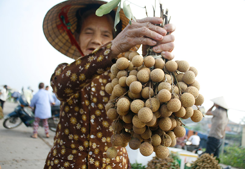 Trải nghiệm mùa nhãn lồng Hưng Yên