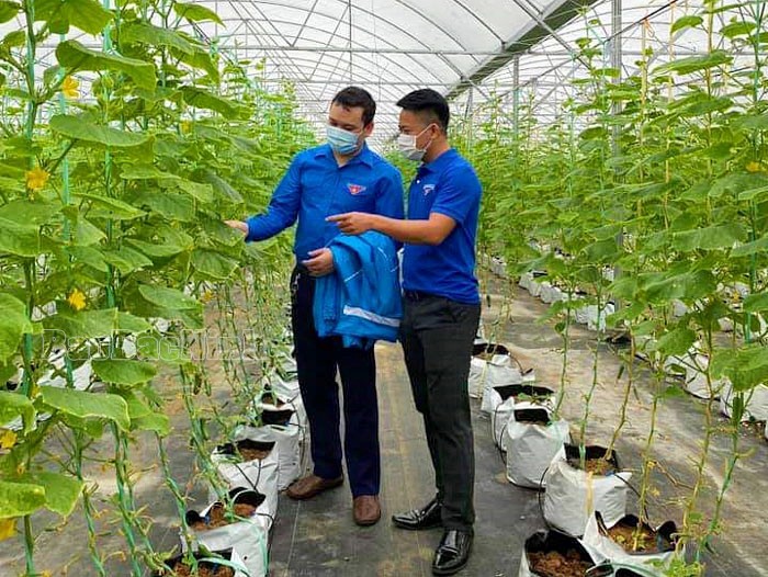 Huyện đoàn Gia Bình Bắc Ninh đồng hành cùng thanh niên khởi nghiệp