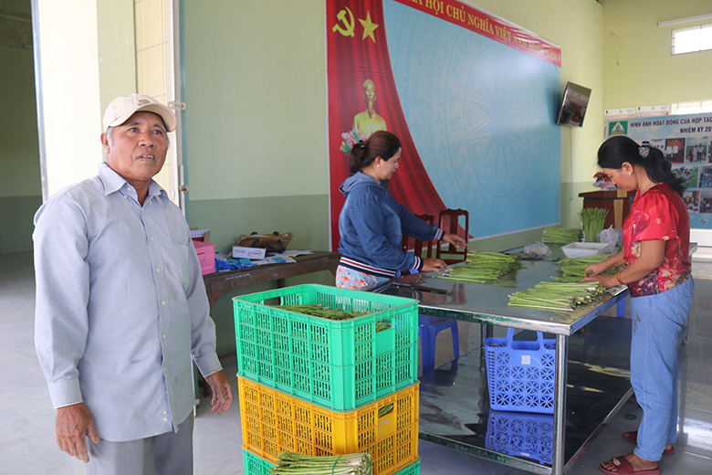Người Chăm thôn Tuấn Tú đẩy mạnh trồng cây măng tây cho giá trị kinh tế cao