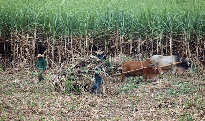 Không để giá đường tăng thêm