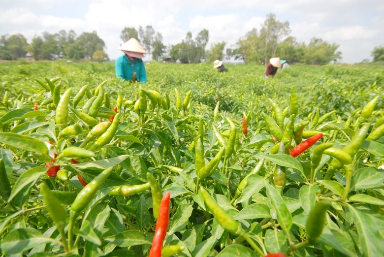 Ưu tiên mở rộng diện tích nhóm cây vụ Đông có thị trường tiêu thụ tốt