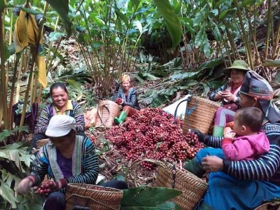 Chi hỗ trợ phát triển vùng trồng dược liệu quý