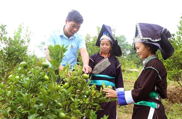 Lào Cai Trên 600 lao động nông nghiệp được đào tạo nghề