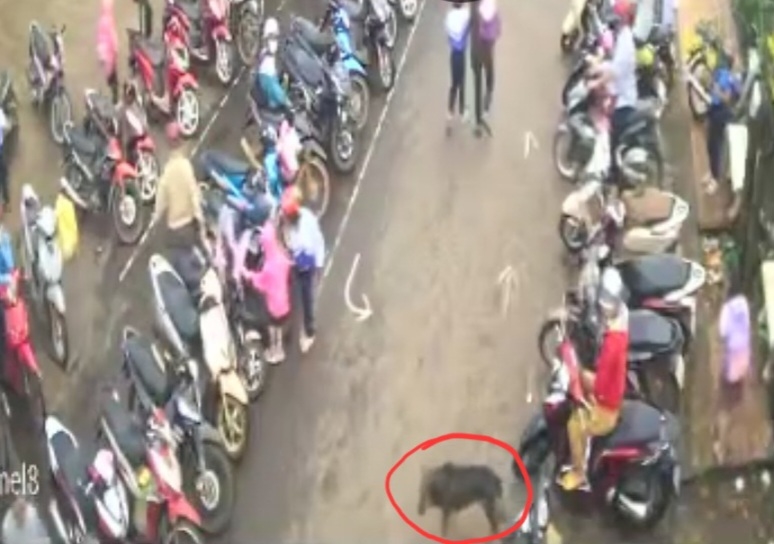 Chủ chó thả rông cắn người bị xử lý hình sự