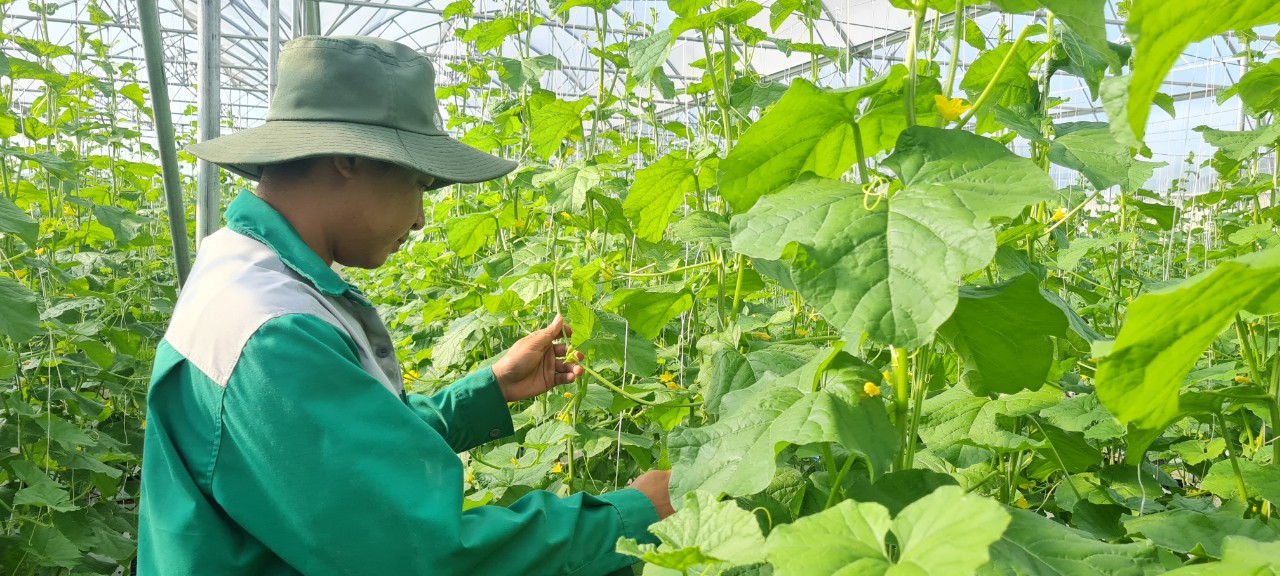 Triển khai thực hiện nhiều chính sách hỗ trợ phát triển nông nghiệp đô thị
