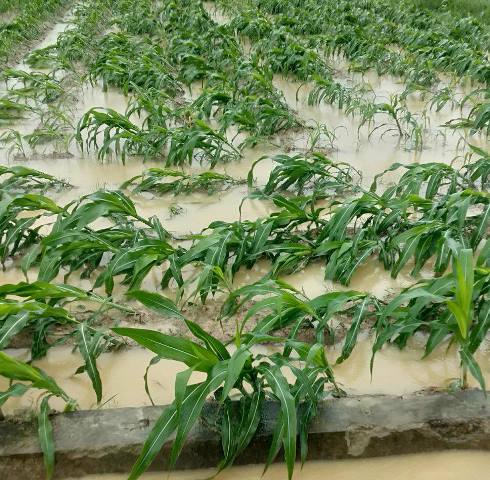 Mưa lớn gây nhiều thiệt hại tại các tỉnh Bình Thuận, An Giang, Cà Mau