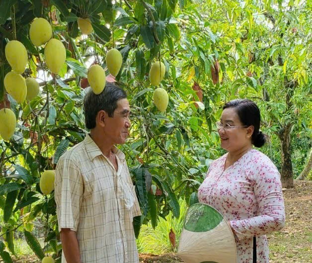 Về thủ phủ xoài Mỹ Xương Đồng Tháp