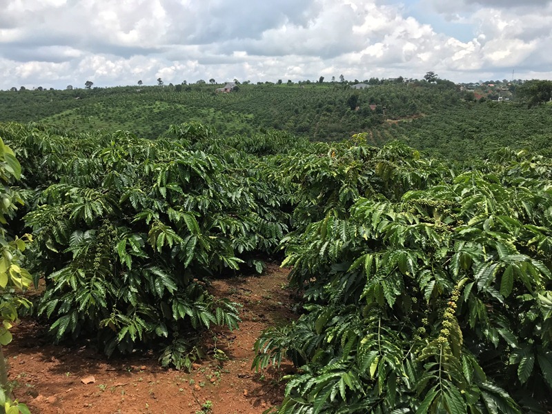 Đắk Lắk đẩy mạnh phát triển nông nghiệp công nghệ cao